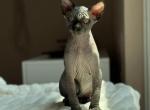 Boris - Sphynx Kitten For Sale - Cherry Hill, NJ, US