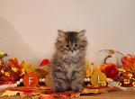 Mildred - Siberian Kitten For Sale - Clintwood, VA, US