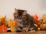 Maleficent - Siberian Kitten For Sale - Clintwood, VA, US