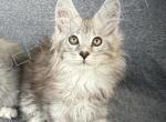 Zahar - Maine Coon Kitten For Sale - Bradenton, FL, US