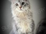 Zabava - Maine Coon Kitten For Sale - Bradenton, FL, US