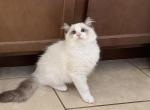 Captain - Ragdoll Kitten For Sale - Tampa, FL, US