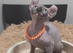 Celion Dion - Sphynx Kitten For Sale - Philadelphia, PA, US