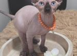 Olivia Newton John - Sphynx Kitten For Sale - 