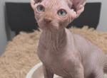 Elvis Presley - Sphynx Kitten For Sale - Philadelphia, PA, US