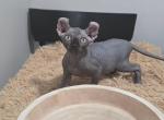 Donna Summer - Sphynx Kitten For Sale - 