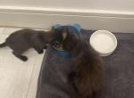 Astarian and Ominis - Domestic Kitten For Sale - 