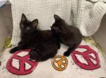 Ominis and Astarian - Domestic Kitten For Sale - 