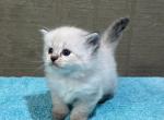 Darcy - Ragdoll Kitten For Sale - Duncansville, PA, US