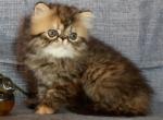 Brown and Red Patched Tabby Female - Persian Kitten For Sale - 