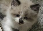 Seal Mink Snowshoe Ragdoll - Ragdoll Kitten For Sale - Burlington, WI, US