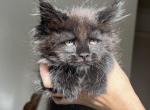 Beautiful Solid Black Maine Coon Girl - Maine Coon Kitten For Sale - Hollywood, FL, US