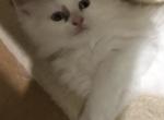 Ragdoll BiColor Miss Bold and Fearless - Ragdoll Kitten For Sale - 