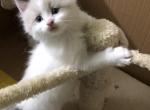 Ragdoll BiColor Cream White - Ragdoll Kitten For Sale - Burlington, WI, US