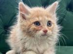 Mufasa - Maine Coon Kitten For Adoption - 