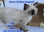 RAGDOLL KITTEN of HOUSE OF BLUES  TICA CATTERY - Ragdoll Kitten For Sale - St. George, UT, US