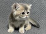 Roma - British Shorthair Kitten For Sale - Renton, WA, US