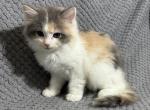 Lyly - Ragdoll Kitten For Sale - Renton, WA, US