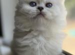 Litter B - Munchkin Kitten For Sale - TX, US