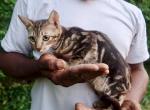 Minny - Savannah Kitten For Sale - Culpeper, VA, US