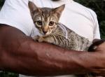 Sissy - Savannah Kitten For Adoption - 