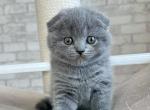 Judy - Scottish Fold Kitten For Sale - New York, NY, US