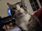 Frantan - Domestic Cat For Adoption - Seattle, WA, US