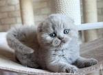 Tula - Scottish Fold Kitten For Sale - New York, NY, US