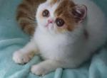 Betty - Exotic Kitten For Sale - 