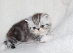 Malik - Exotic Kitten For Sale - Enola, PA, US