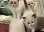 Molly 01 - Ragdoll Kitten For Sale - 