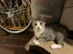 Memo - Domestic Kitten For Sale - 