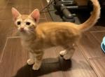 Caramel - Bengal Kitten For Sale - 