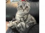 Xane - Scottish Fold Kitten For Sale - Angier, NC, US