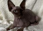 Spyhnx Rosalina - Sphynx Kitten For Sale - 