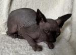 Spyhnx Skinderella - Sphynx Kitten For Sale - Rivesville, WV, US