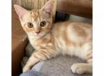 Xion - Scottish Straight Kitten For Sale - Angier, NC, US