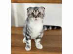 Xenos - Scottish Fold Kitten For Sale - Angier, NC, US