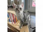 Xara - Scottish Straight Kitten For Sale - 