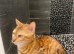 Zohra - Bengal Cat For Sale/Service - Houston, TX, US