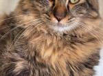 Bubbles - Siberian Cat For Sale/Service - Alexandria, VA, US