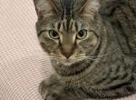 Jovi - Domestic Cat For Adoption - Bressler, PA, US