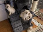 Beautiful Siamese Kittens three girls one boy - Siamese Kitten For Adoption - 