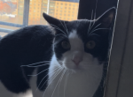 Sylvester - Domestic Cat For Adoption - Brooklyn, NY, US