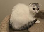 Bella - Scottish Fold Kitten For Sale - Philadelphia, PA, US