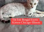 Bengal kitten Silver FEMALE 3months old - Bengal Kitten For Sale - Hoffman Estates, IL, US