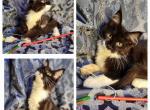 Gloria & Mars litter - Maine Coon Kitten For Sale - Evansville, MN, US