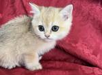 Scarlett British Shorthair Golden ticked Girl - British Shorthair Kitten For Sale - Odessa, FL, US