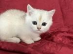 Storm British Shorthair Silver Ticked Boy - British Shorthair Kitten For Sale - Odessa, FL, US