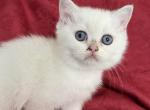 Saint British Shorthair Silver Colorpoint Girl - British Shorthair Kitten For Sale - Odessa, FL, US